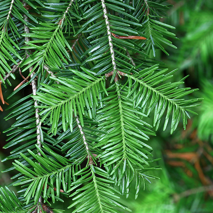 Balsam Fir