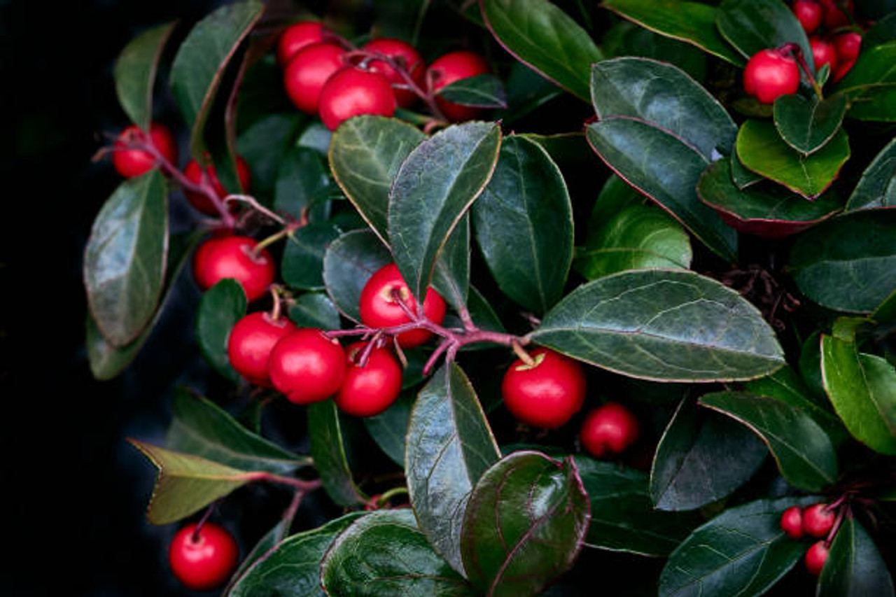Wintergreen